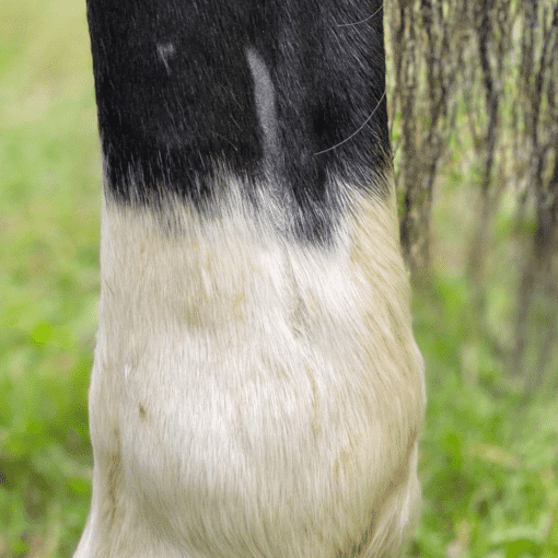 horse wound leg